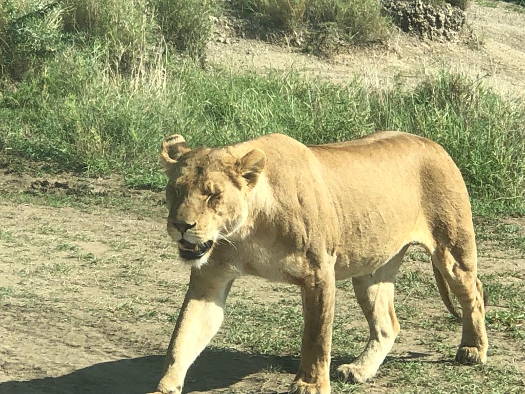 A pride of wild lions tracking prey across the volcanic grassland floor of the Ngorongoro Crater